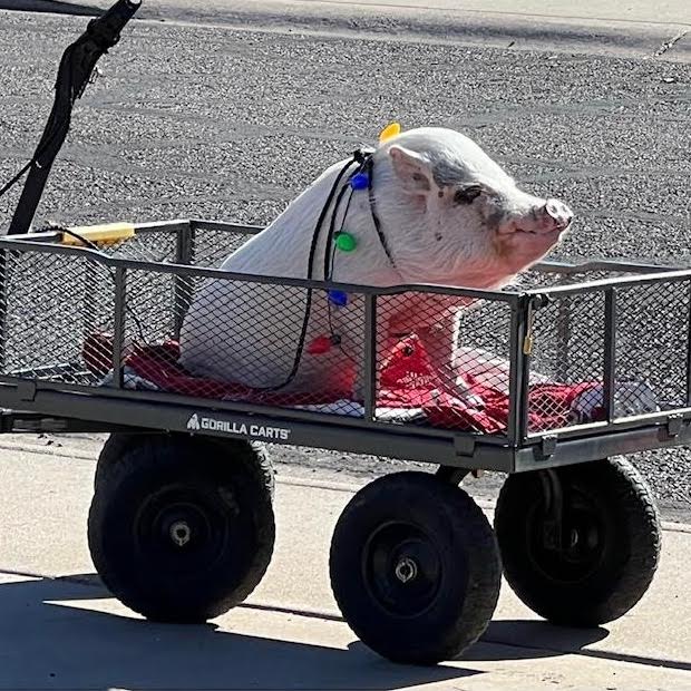 HEAL Farm surroundings