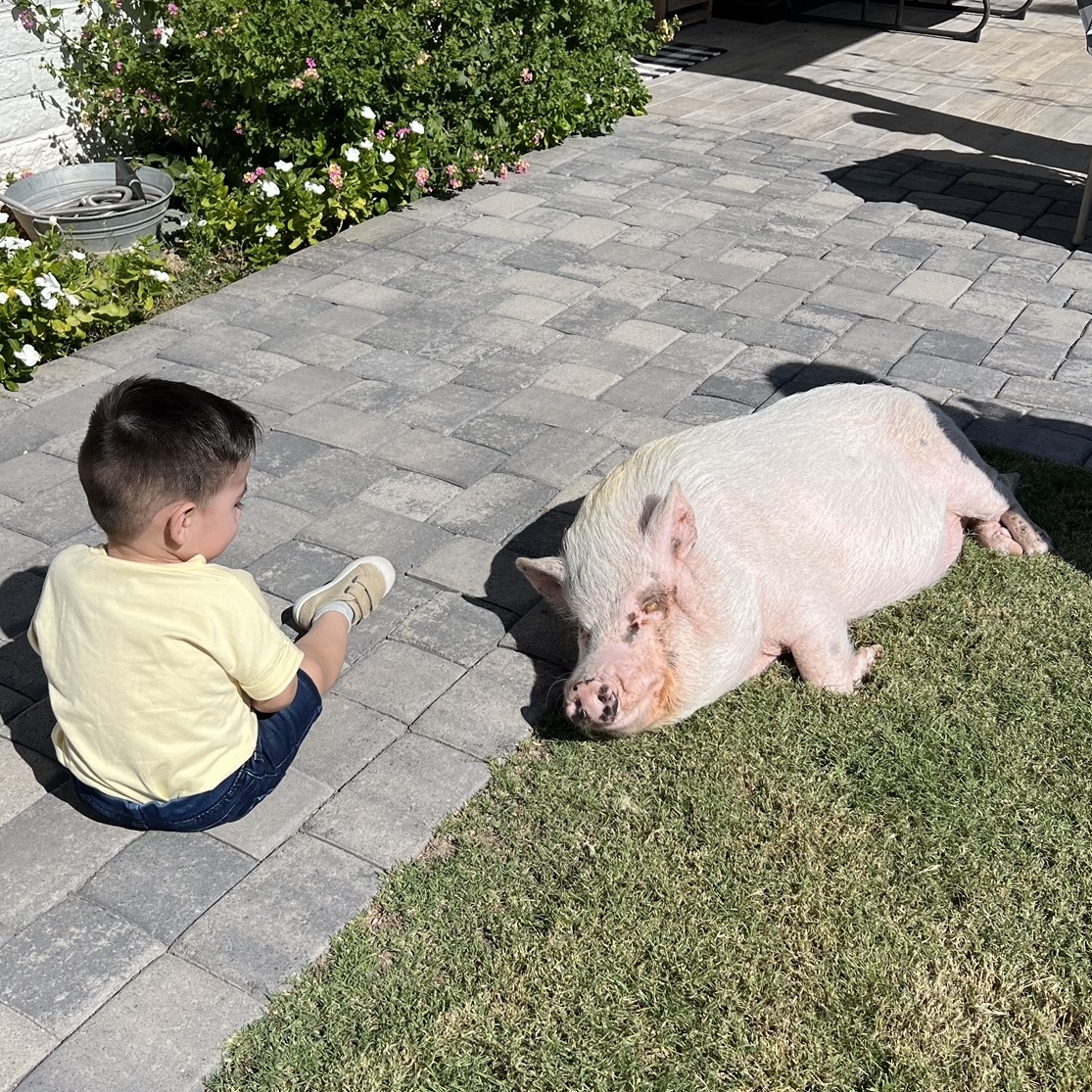 Rest and connection at the farm